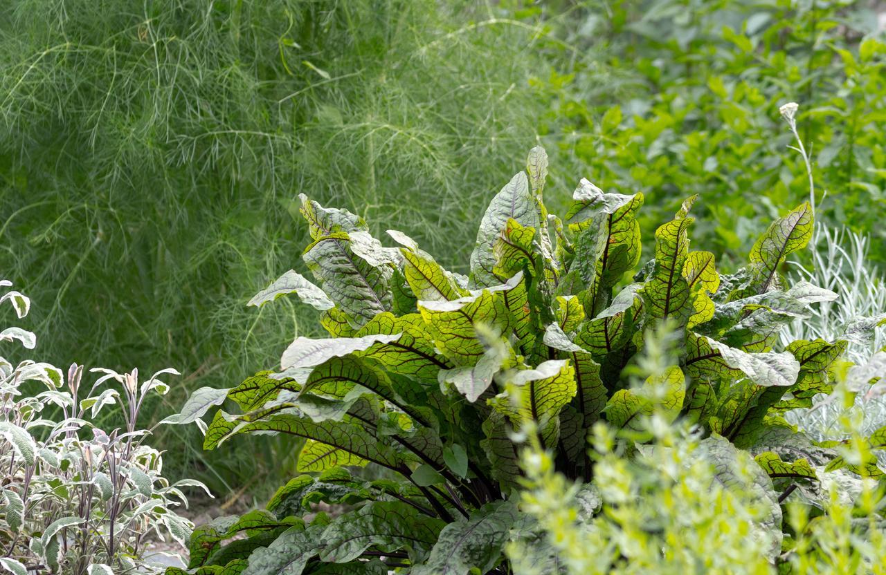 Le Relais Bed & Breakfast Bagnères-de-Bigorre Eksteriør bilde